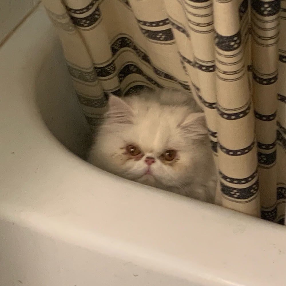 Meet your Posher, Kaitlin